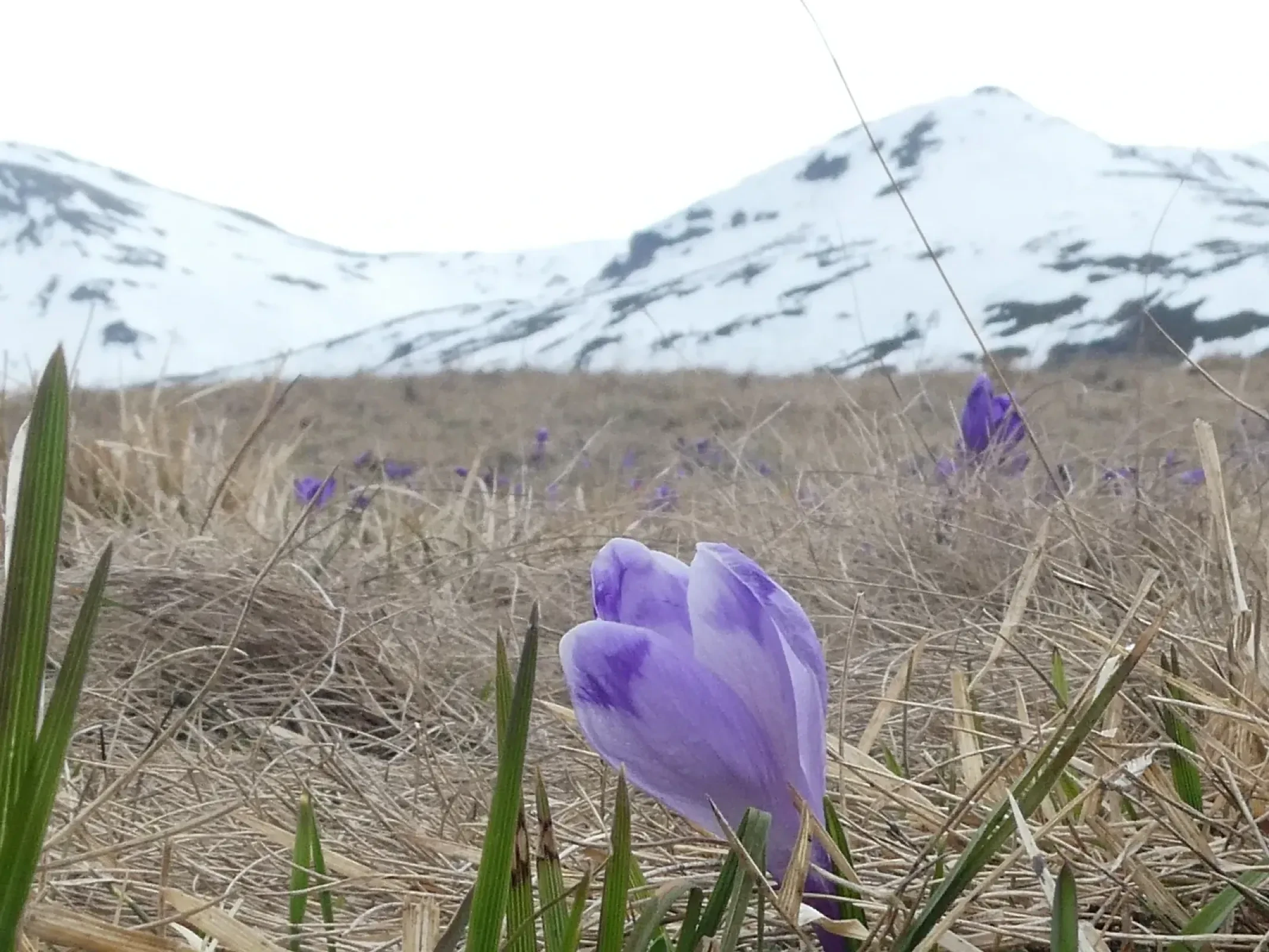 Flowers and mountains near Cascada Cailor